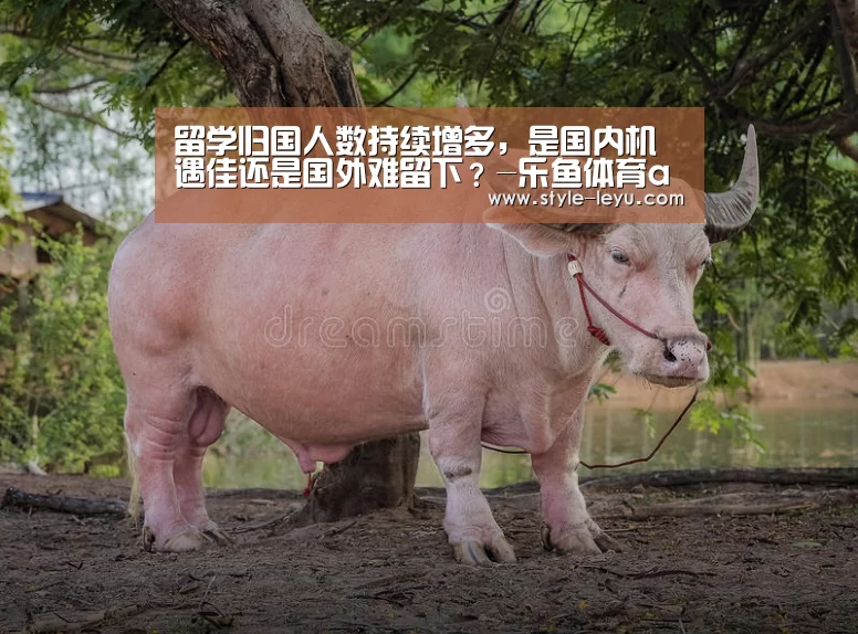 留学归国人数持续增多，是国内机遇佳还是国
